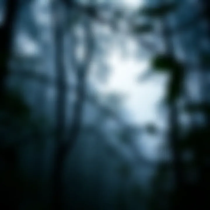 Navigating the Unpredictable Terrain of Fortune A dense, untamed forest symbolizing the unpredictable nature of fortune and opportunity